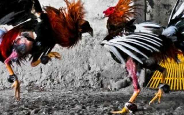 Chơi đá gà với cựa dao trực tuyến uy tín tại SV388 Chơi đá gà với cựa dao trực tuyến uy tín tại SV388