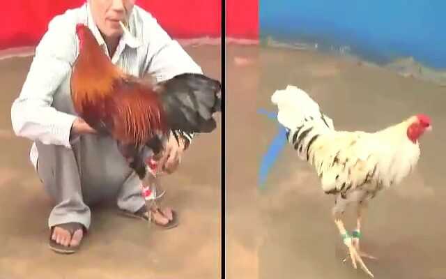 Giới thiệu đá gà cựa sắt tại SV388 Giới thiệu đá gà cựa sắt tại SV388