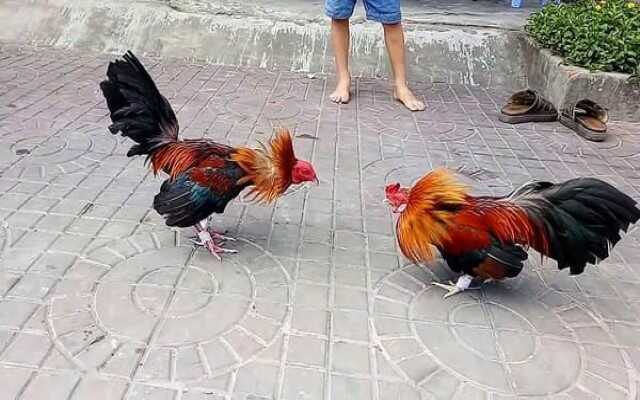 Luật chơi đá gà cựa sắt Luật chơi đá gà cựa sắt