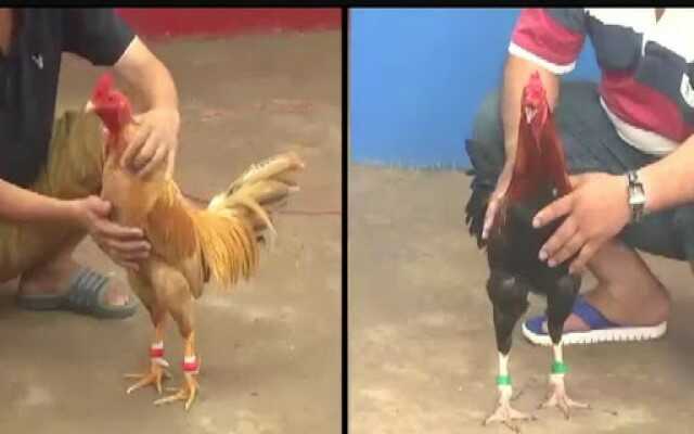 Những ưu điểm của đá gà thomo trực tuyến tại SV388 Những ưu điểm của đá gà thomo trực tuyến tại SV388