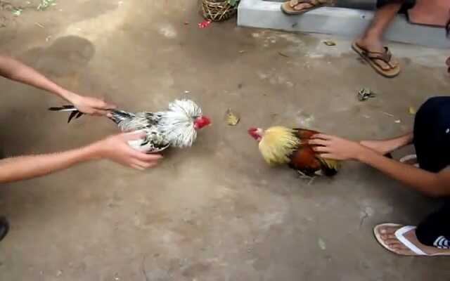SV388 - địa chỉ chơi đá gà tre trực tuyến uy tín SV388 - địa chỉ chơi đá gà tre trực tuyến uy tín