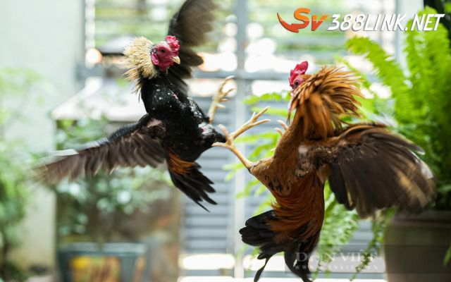 luật đá gà campuchia