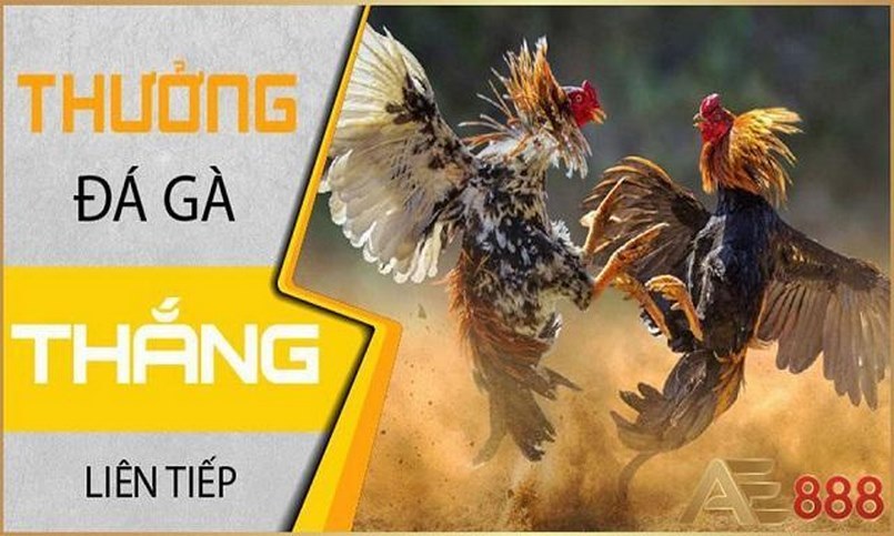 Thưởng đá gà thắng liên tiếp Thưởng đá gà thắng liên tiếp
