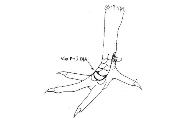 Hình ảnh vảy gà phủ địa