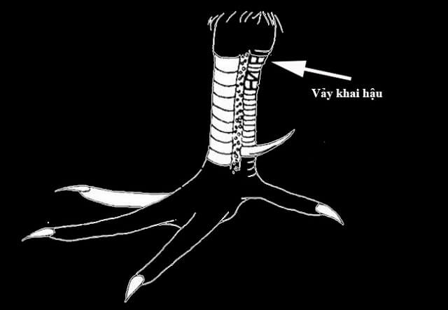 Vảy khai hậu - Chiến kê thi đấu kém