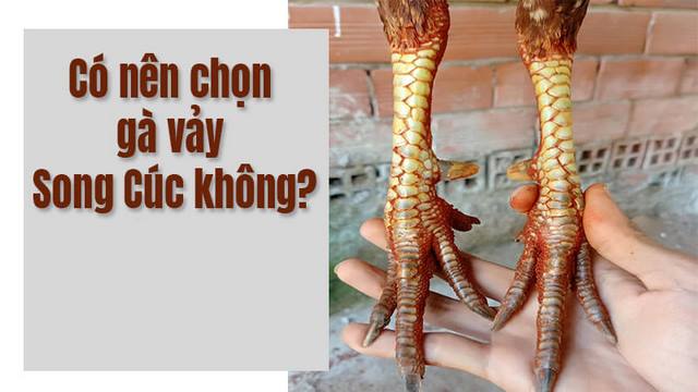 Có nên chọn dòng gà vảy song cúc không còn tùy thuộc vào mục đích, nhu cầu Có nên chọn dòng gà vảy song cúc không còn tùy thuộc vào mục đích, nhu cầu