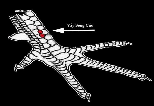 Những lưu ý bạn nên biết khi lựa chọn vảy gà song cúc Những lưu ý bạn nên biết khi lựa chọn vảy gà song cúc