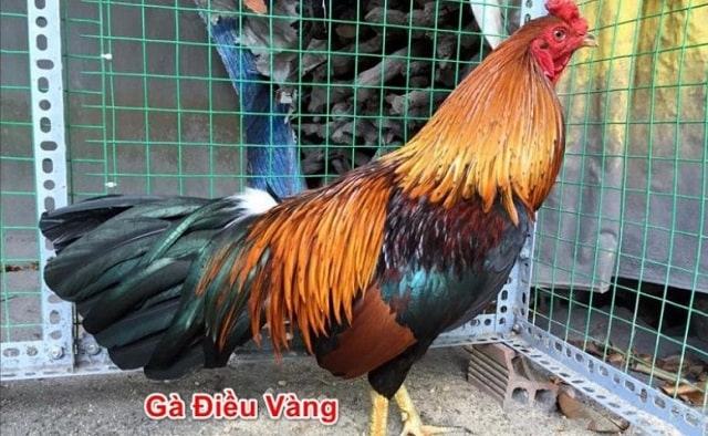 Gà màu điều vàng khá quen thuộc Gà màu điều vàng khá quen thuộc