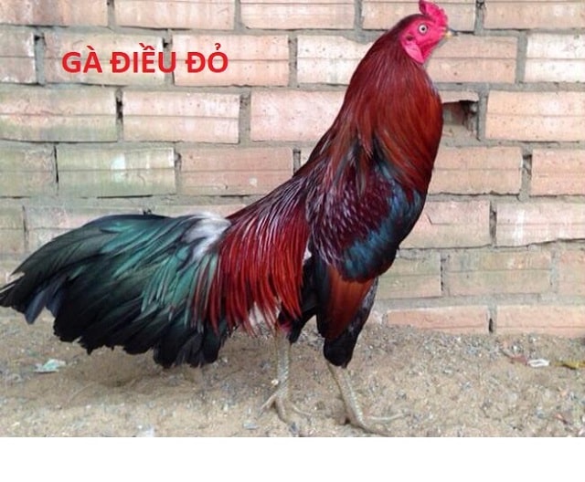 Gà điều đỏ sở hữu mệnh hỏa Gà điều đỏ sở hữu mệnh hỏa