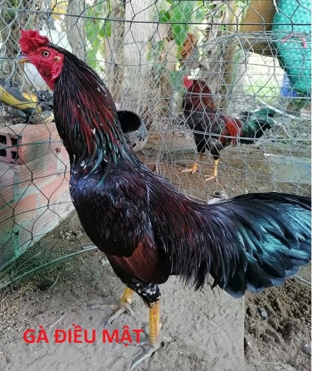 Gà màu điều mật Gà màu điều mật