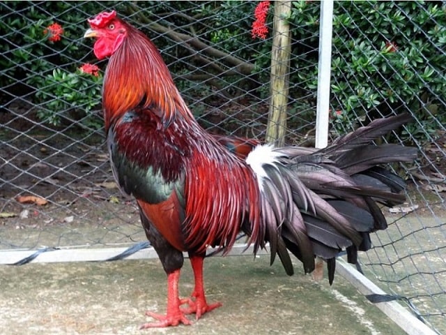 Gà màu điều bông mang mạng gì? Gà màu điều bông mang mạng gì?