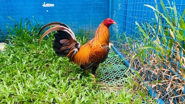 Có phải sự thật gà khét đá đâu thắng đó Có phải sự thật gà khét đá đâu thắng đó