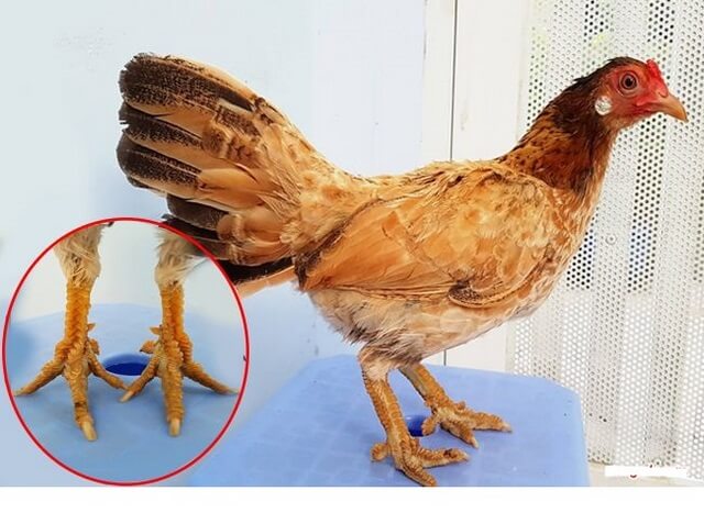 Gà vảy rồng bắt nguồn từ tỉnh thành miền Tây Gà vảy rồng bắt nguồn từ tỉnh thành miền Tây