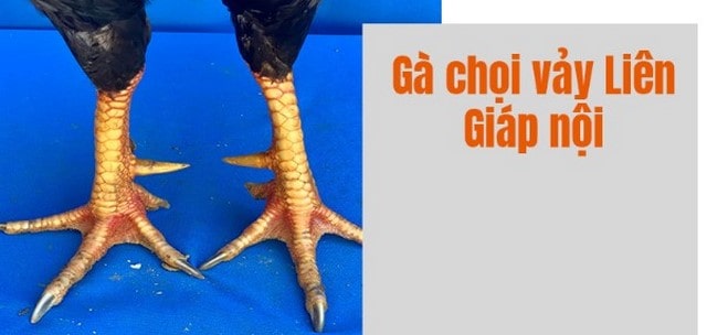 Một số loại vảy gà liên giáp không nên bỏ lỡ Một số loại vảy gà liên giáp không nên bỏ lỡ