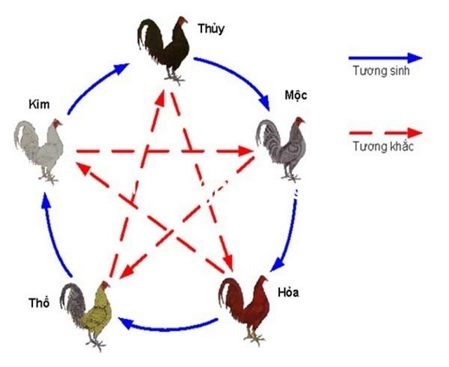 Những cách huấn luyện và chăm sóc gà tốt Những cách huấn luyện và chăm sóc gà tốt