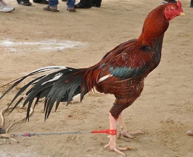 Đặc điểm nhận dạng gà asil Đặc điểm nhận dạng gà asil