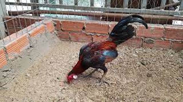 Cân nặng của giống gà Asil Cân nặng của giống gà Asil
