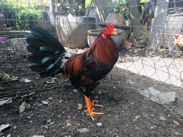 Gà Asil Kelso Gà Asil Kelso