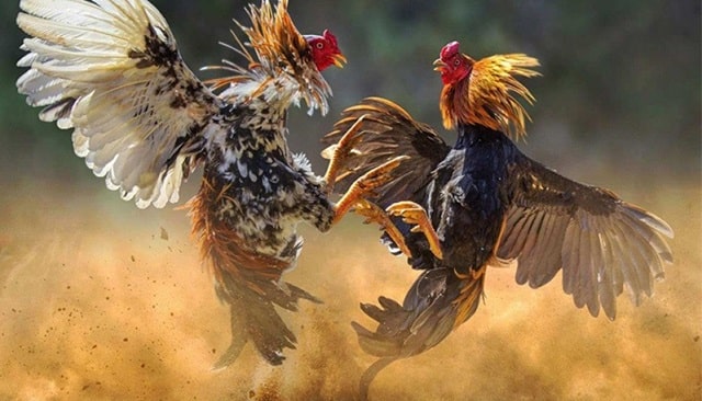Cách nuôi gà đá hiệu quả tạo nên chiến kê hùng mạnh Cách nuôi gà đá hiệu quả tạo nên chiến kê hùng mạnh