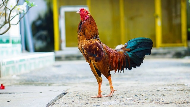 Một số phương pháp huấn luyện khoa học cho gà đá Một số phương pháp huấn luyện khoa học cho gà đá