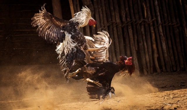 Chế độ chăm sóc gà đá của chuyên gia Chế độ chăm sóc gà đá của chuyên gia