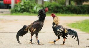 Tổng hợp cách nuôi gà đá cho từng dòng chiến kê 
