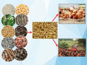 Những loại thức ăn cho gà đá cơ bản mà bạn nên chọn