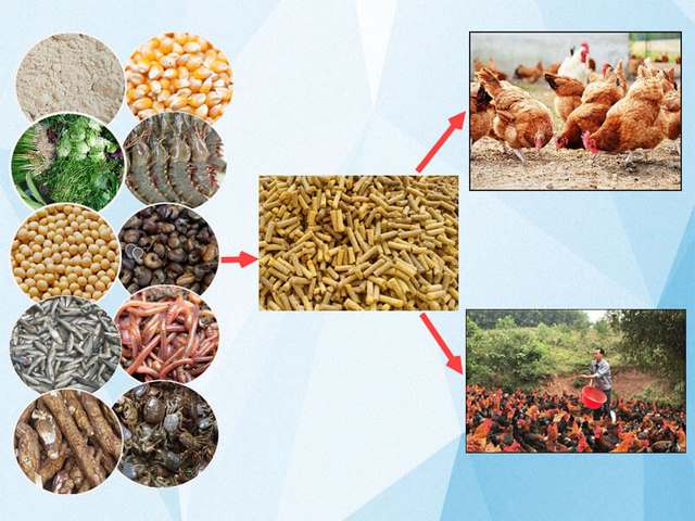 Những loại thức ăn cho gà đá cơ bản mà bạn nên chọn Những loại thức ăn cho gà đá cơ bản mà bạn nên chọn