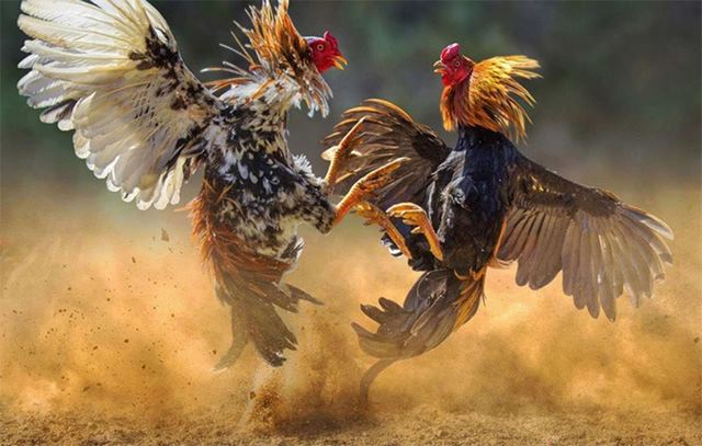 Tìm hiểu các loại thực phẩm tốt cho gà Tìm hiểu các loại thực phẩm tốt cho gà