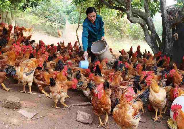 Lưu ý về cách chăm sóc gà chiến khỏe mạnh Lưu ý về cách chăm sóc gà chiến khỏe mạnh