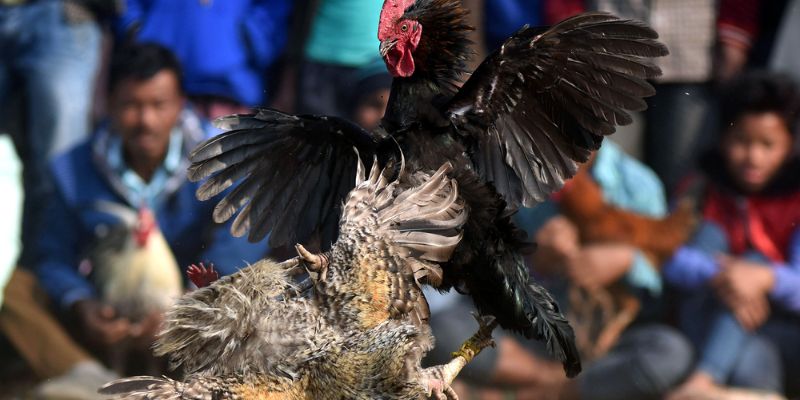 Những lưu ý quan trọng khi chơi gà đá ăn 8 Những lưu ý quan trọng khi chơi gà đá ăn 8