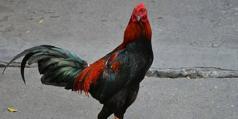Làm gì khi mua phải gà chọi cánh tiên? Làm gì khi mua phải gà chọi cánh tiên?