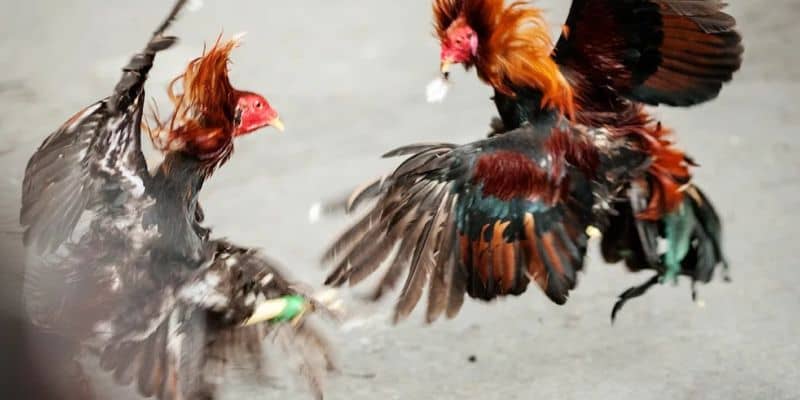 Cách nuôi gà chọi đá mé Cách nuôi gà chọi đá mé
