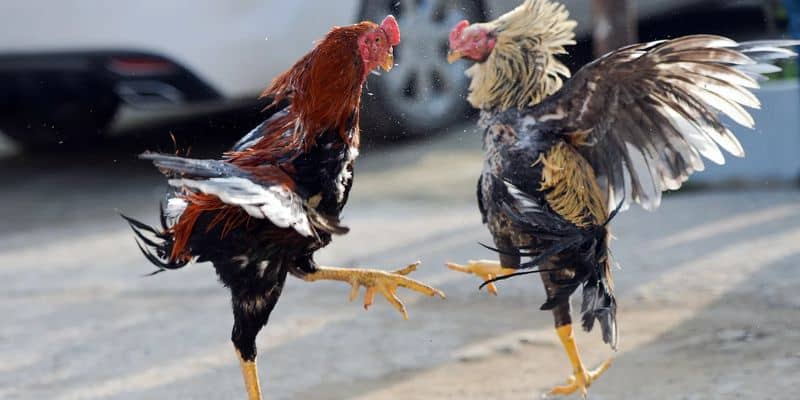 Đặc điểm nhận dạng gà chọi đá mé Đặc điểm nhận dạng gà chọi đá mé